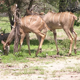 6 Days/ 5 Nights Tarangire, Lake Manyara, Serengeti, Ngorongoro