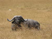4 Days 3 Nights Manyara/Serengeti/Ngorongoro.
