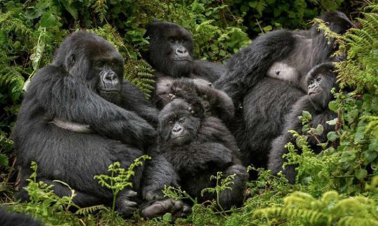 8 Days Group Gorilla Safari – Bwindi