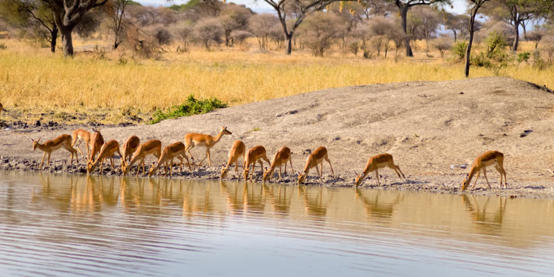 15 Day Kenya & Tanzania Safari