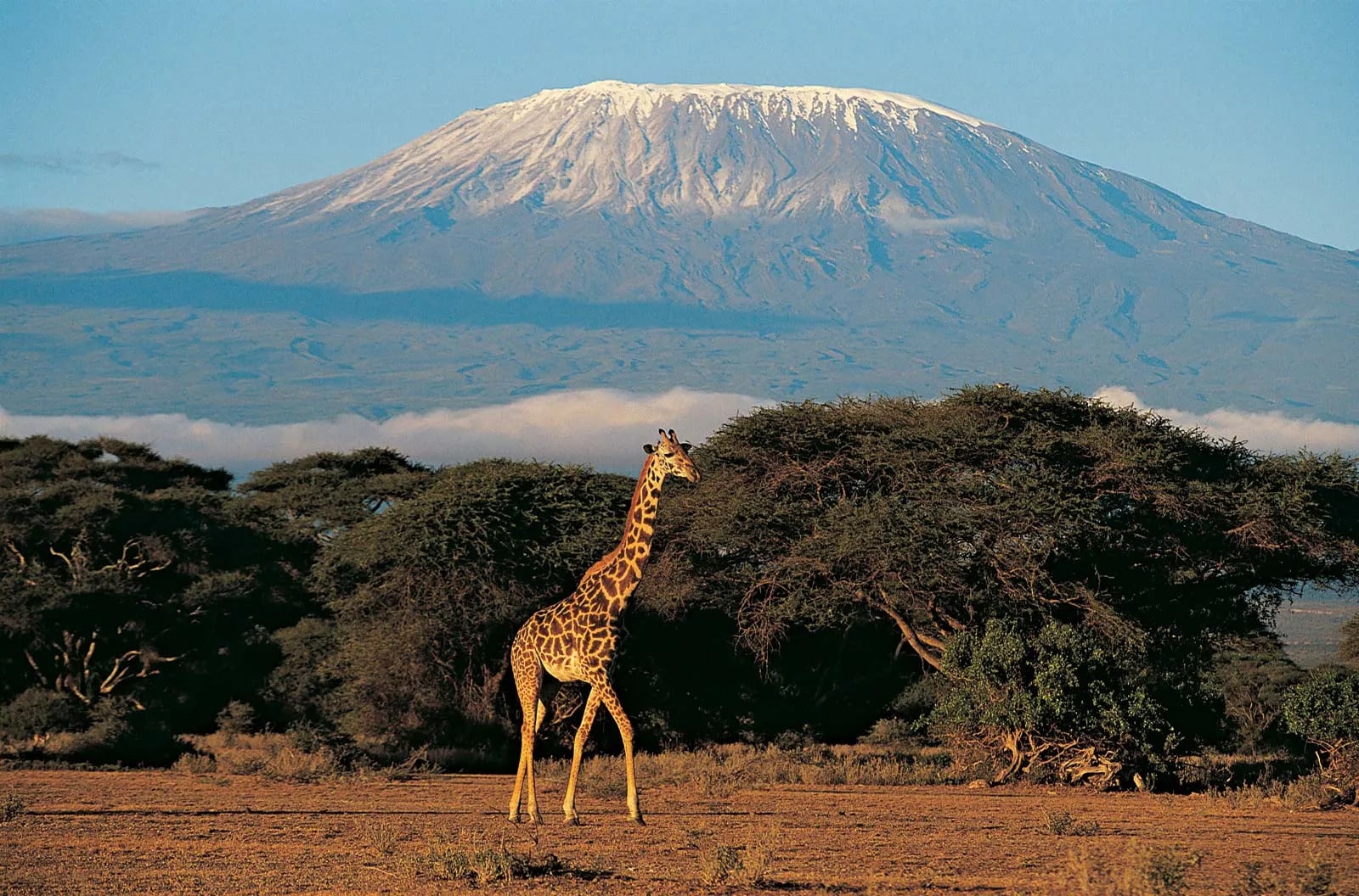 8 Days Kilimanjaro Lemosho Route